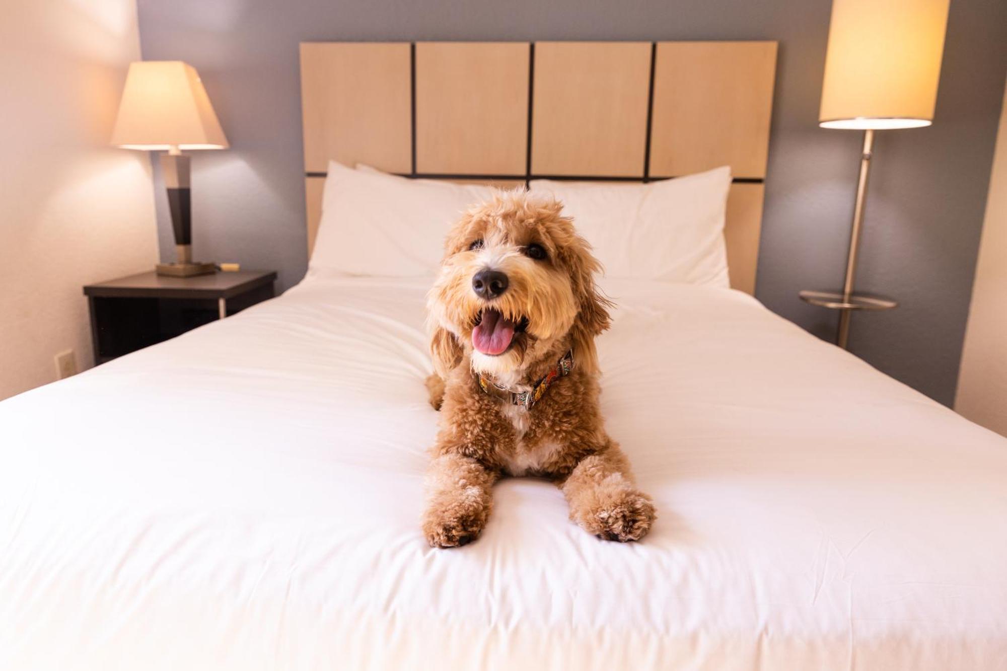 Sonesta Simply Suites Parsippany Morris Plains Экстерьер фото